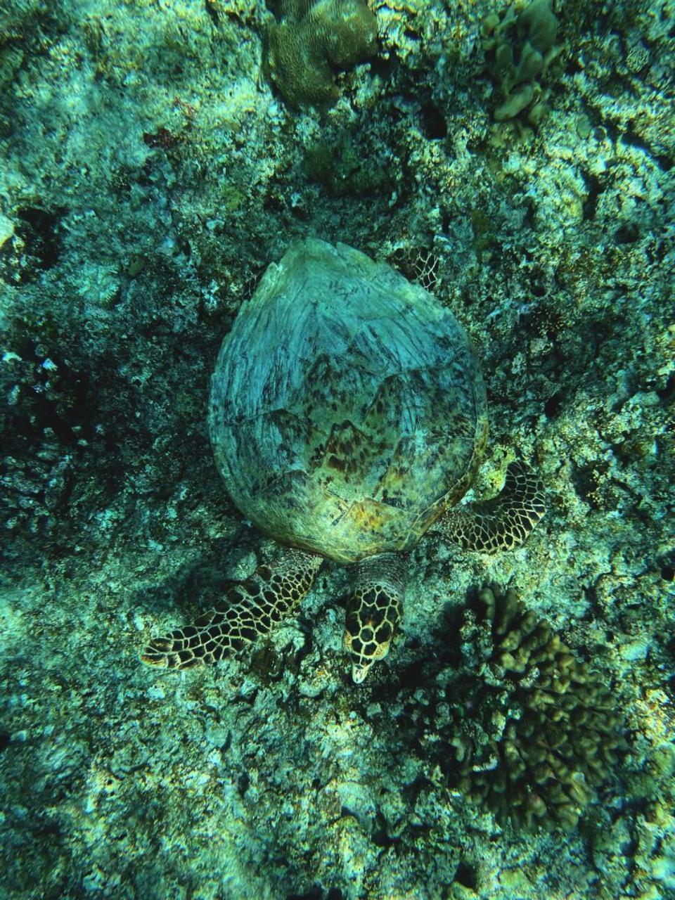 Island Life Himmafushi